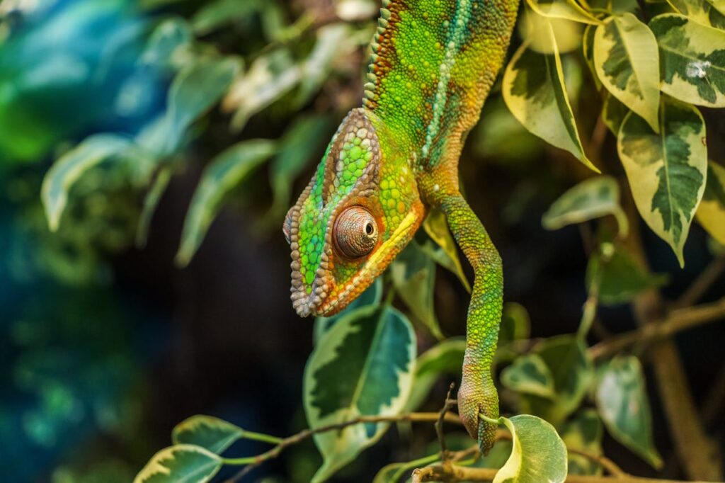 Exotic Pet
