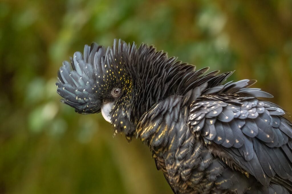 Exotic Pet