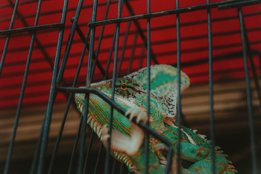 Exotic Pet