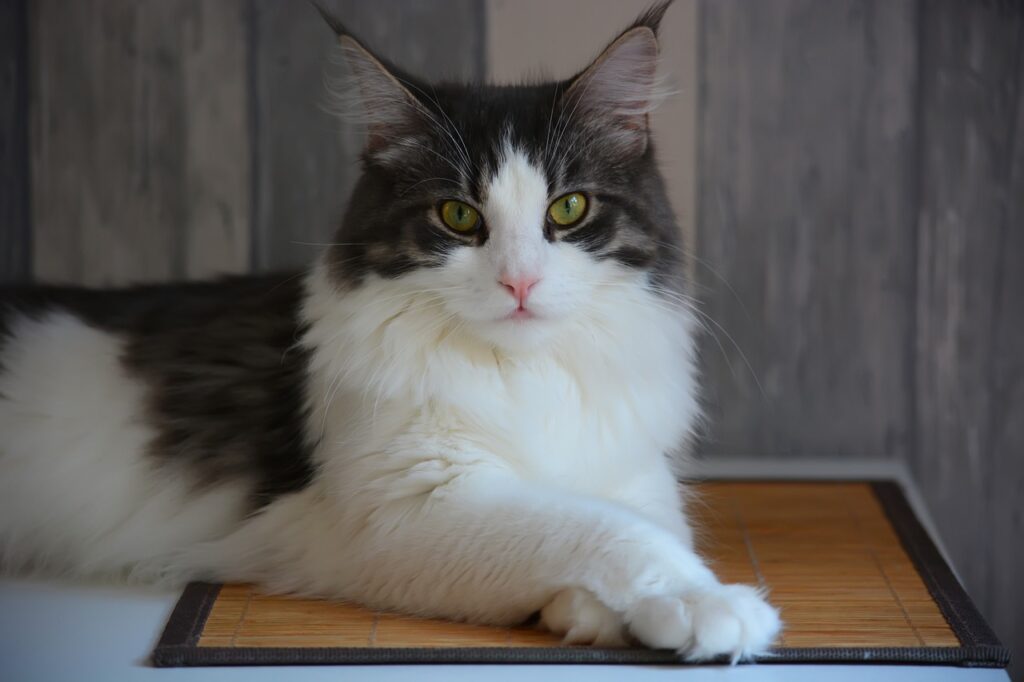 Black and white Maine coon