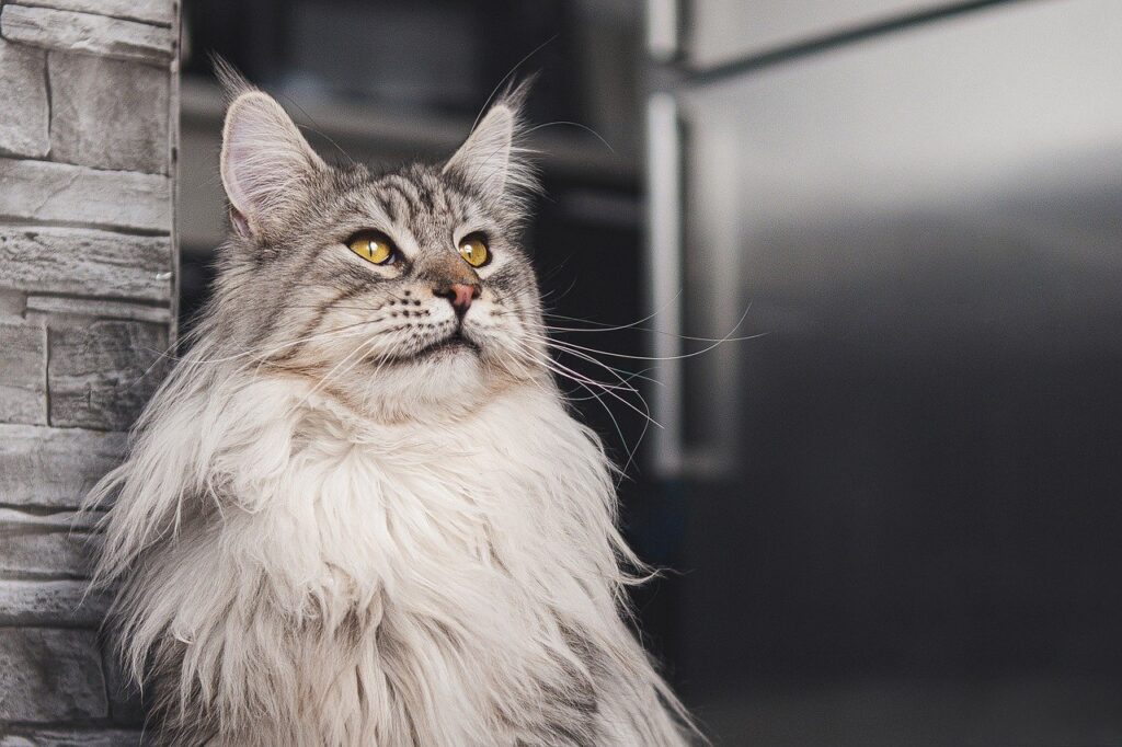 Maine coon 