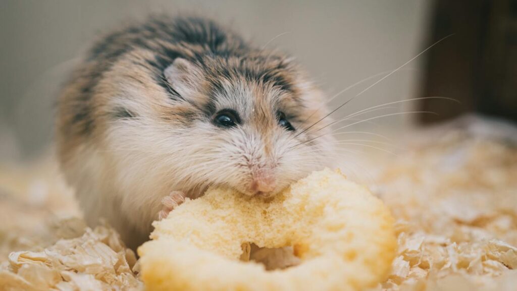 Roborovski Hamster