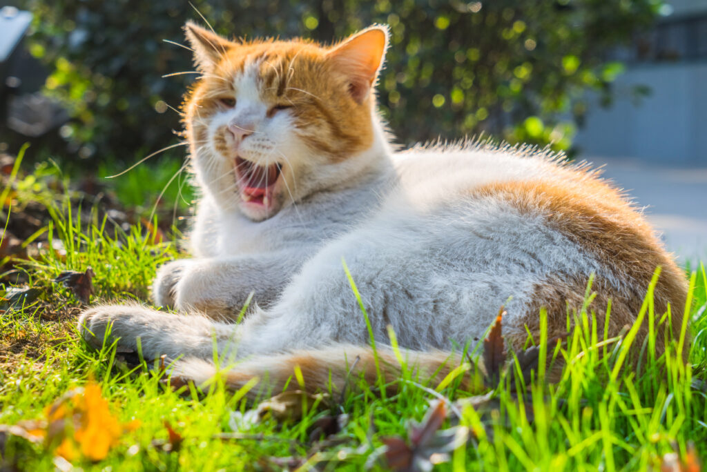 cat yawning