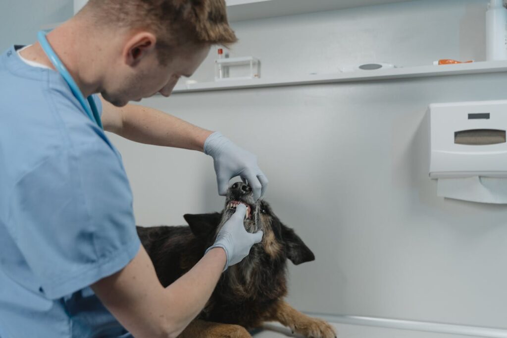 dog with vet