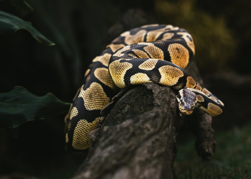 ball python