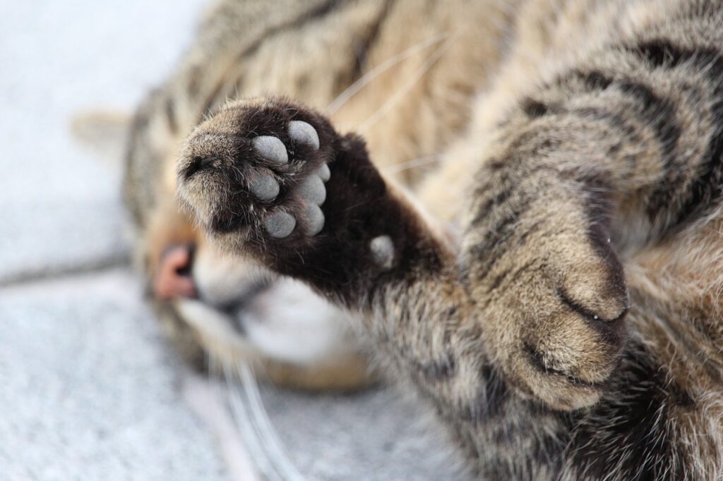 cat paws