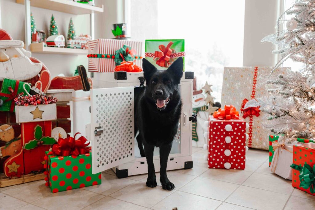 dog 