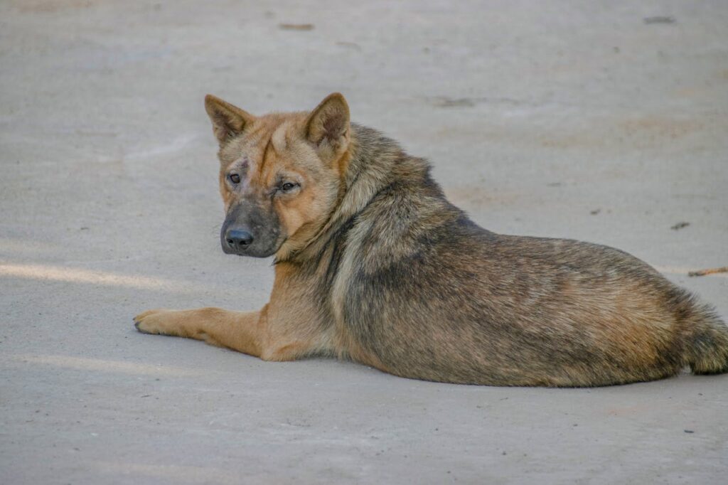 dog