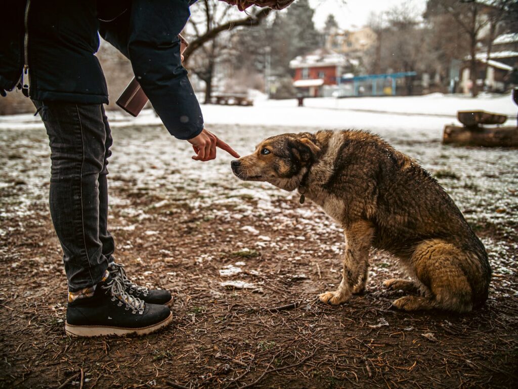 dog