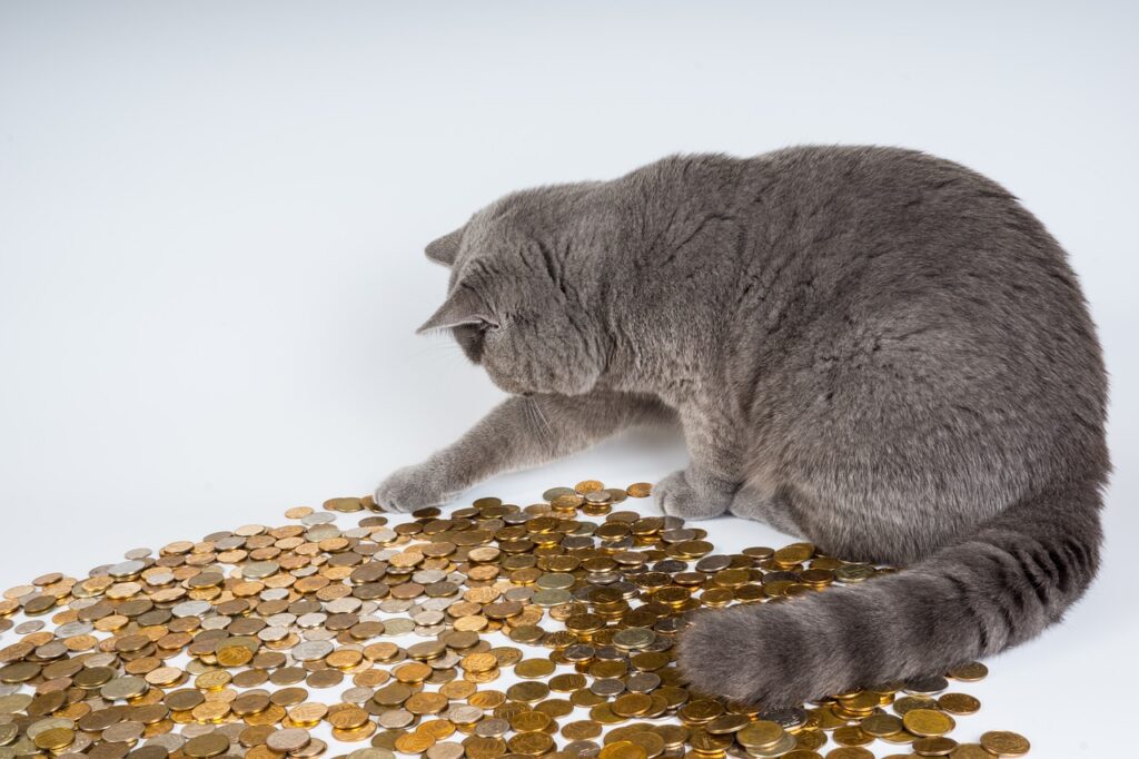 cat with money