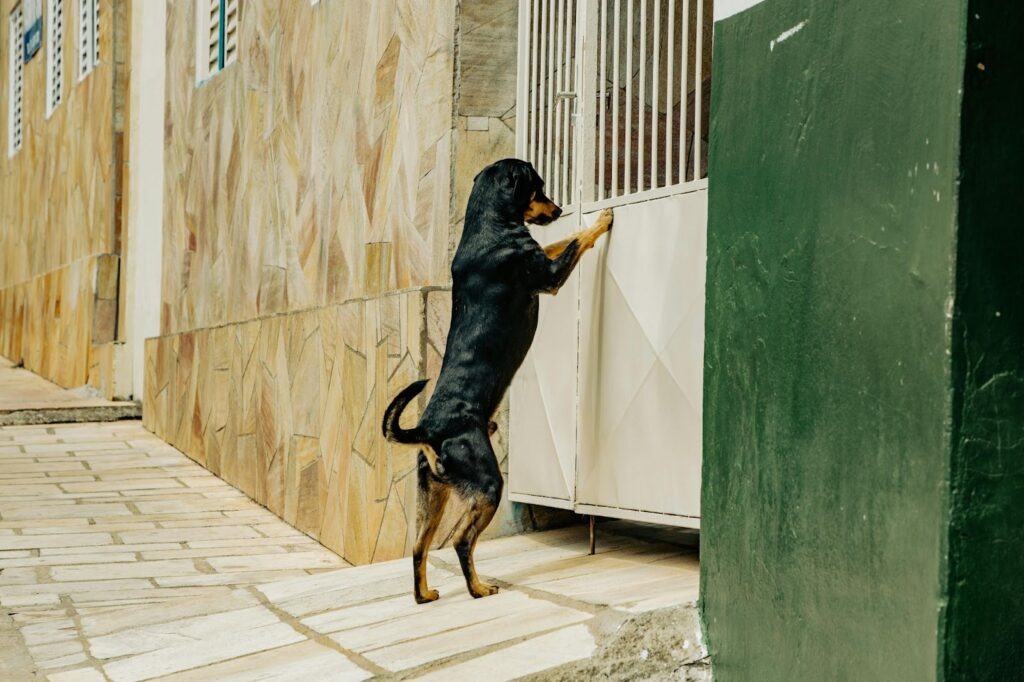 dog