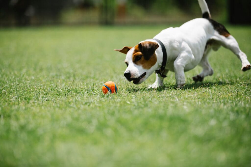 dog