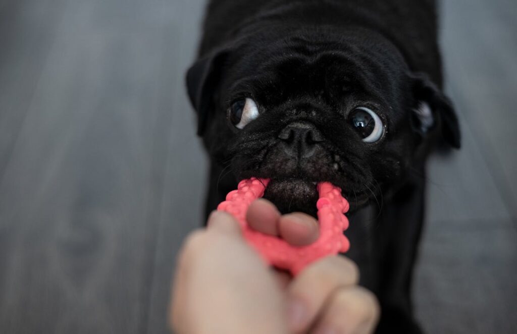 dog
