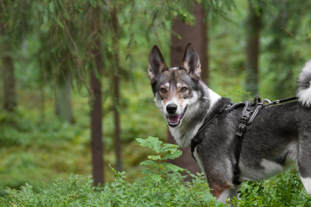 East Siberian Laika
