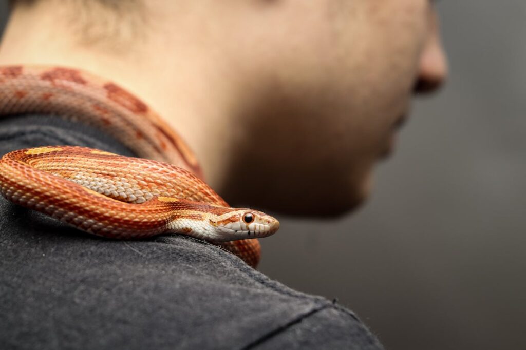 Corn tree snake