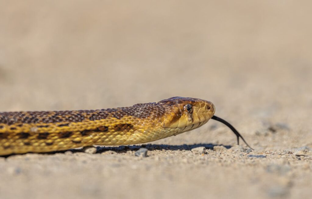 Gopher Snake