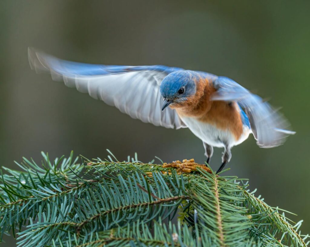 blue bird