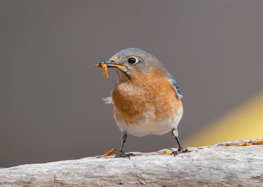 blue bird