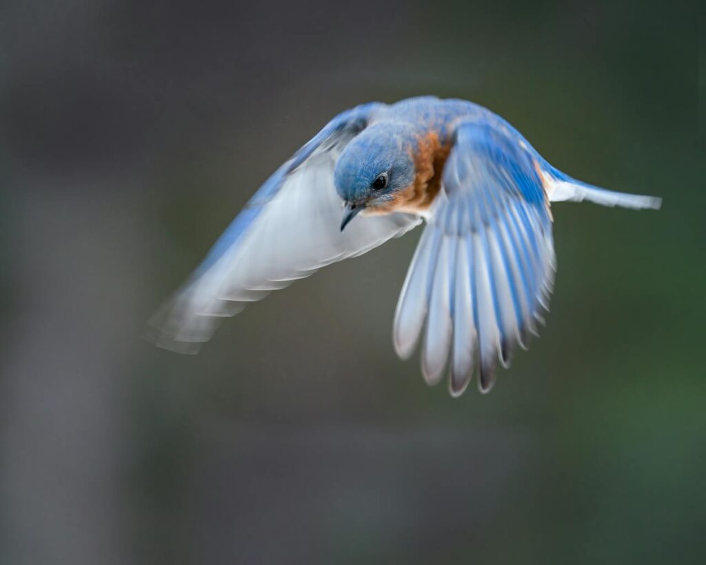 blue bird