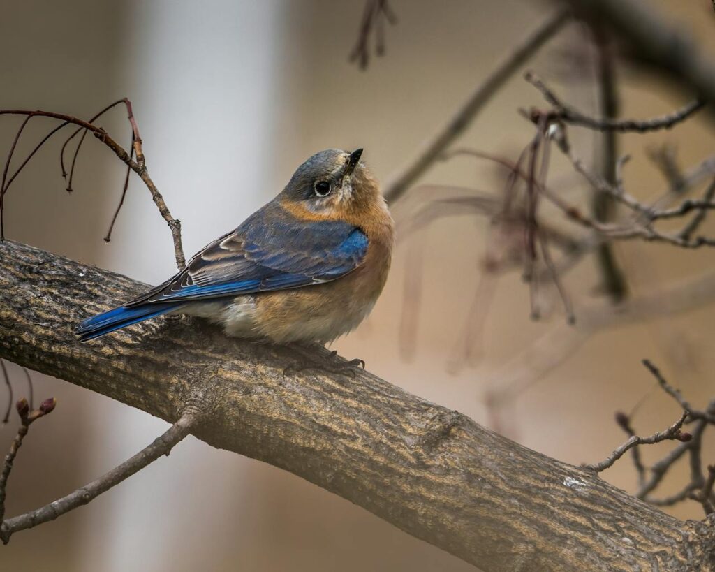 blue bird