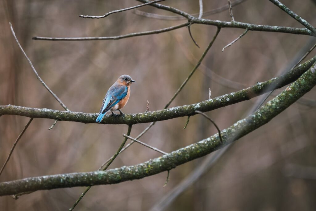 blue bird