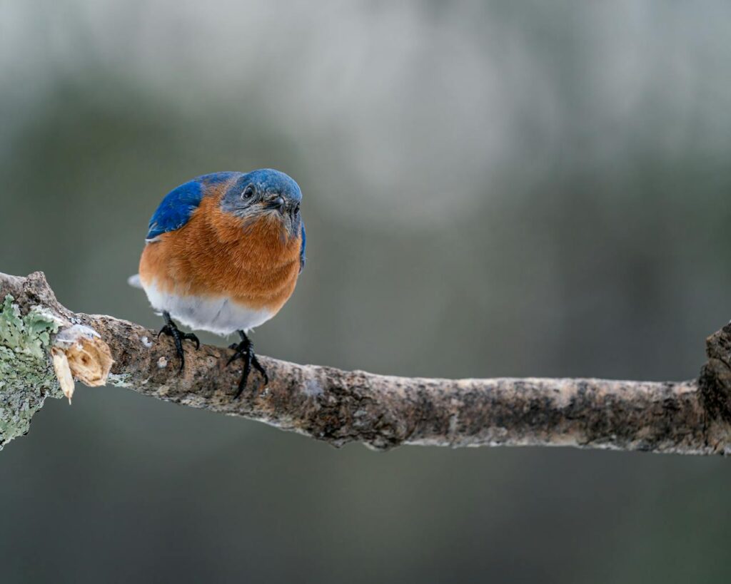 blue bird