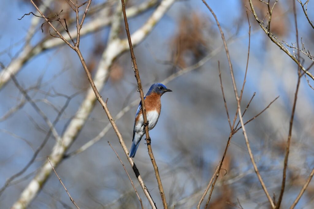 blue bird