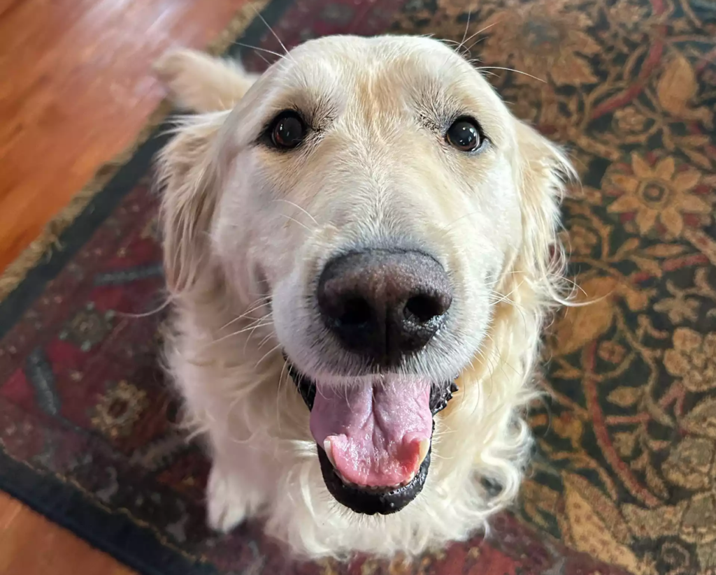 Happy Bruce