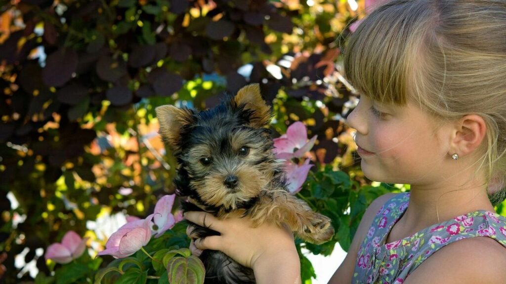 Yorkshire Terrier
