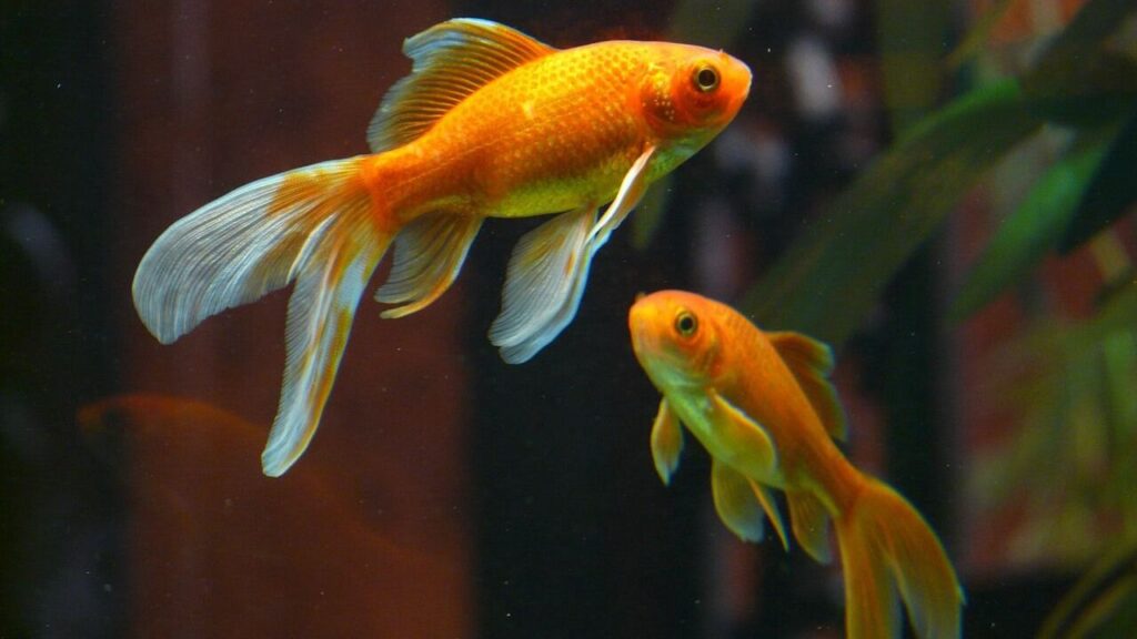 Two goldfish