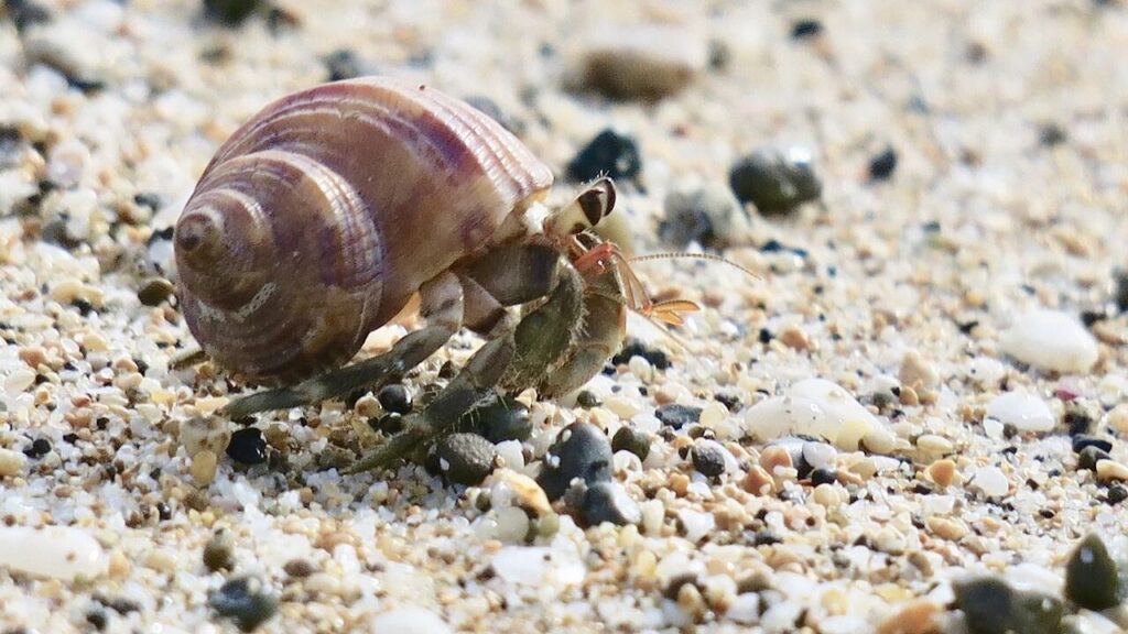 Hermit Crabs