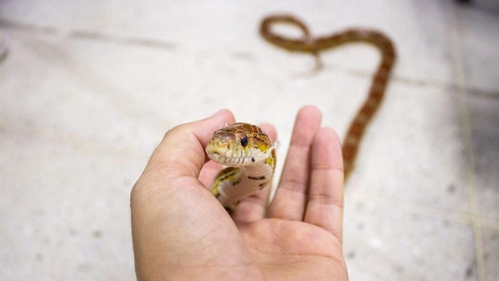 Corn Snakes