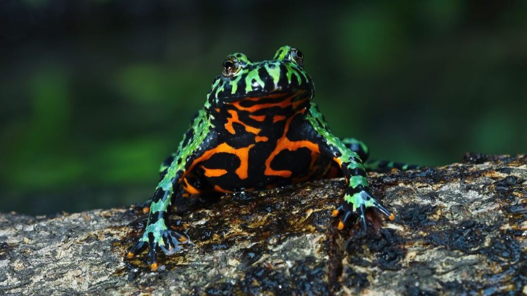 Fire-Bellied Toads