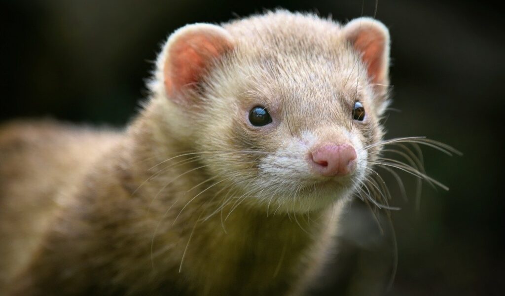 Ferrets