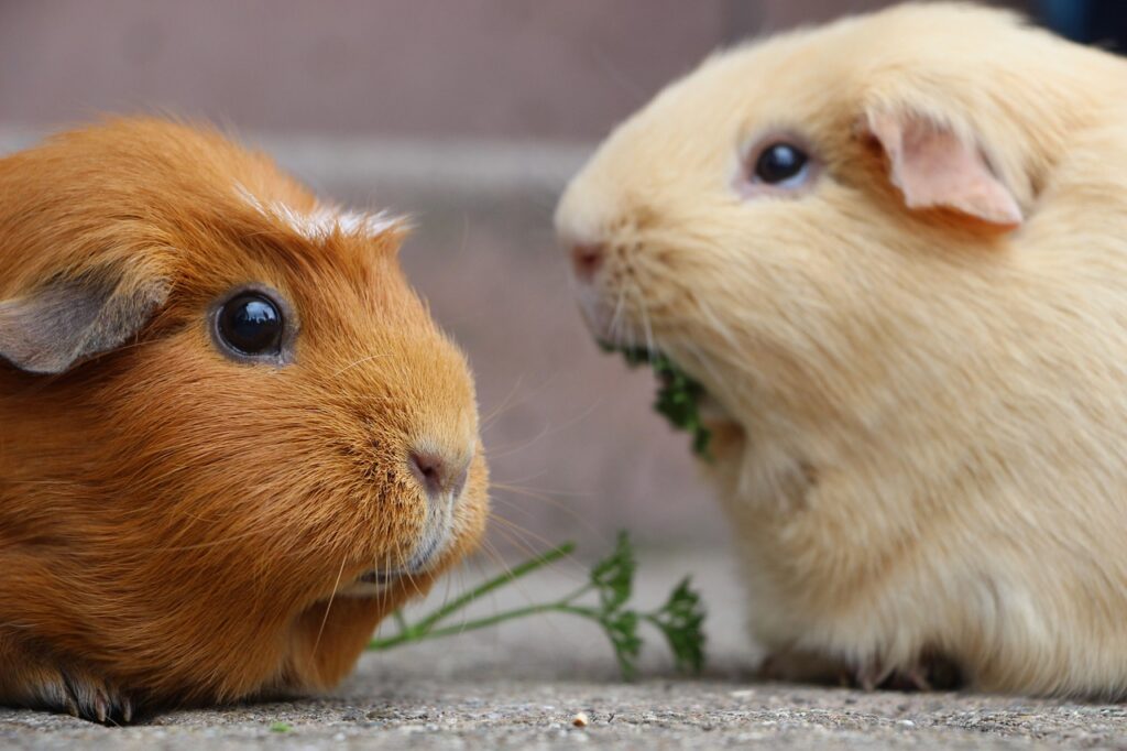 Guinea Pigs