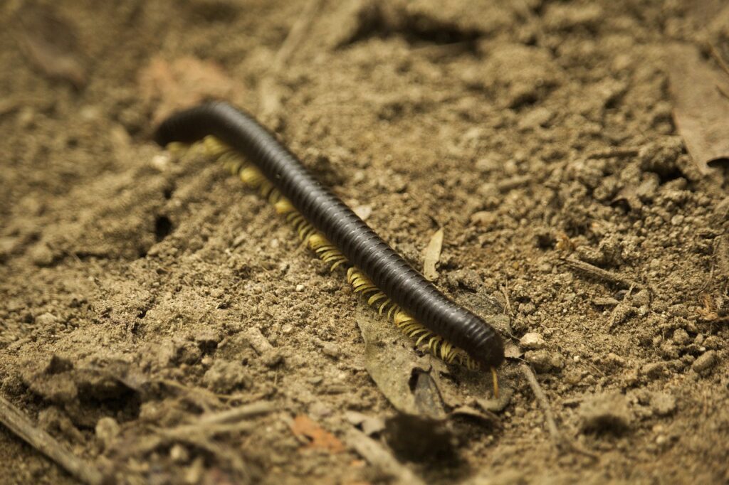 Millipedes