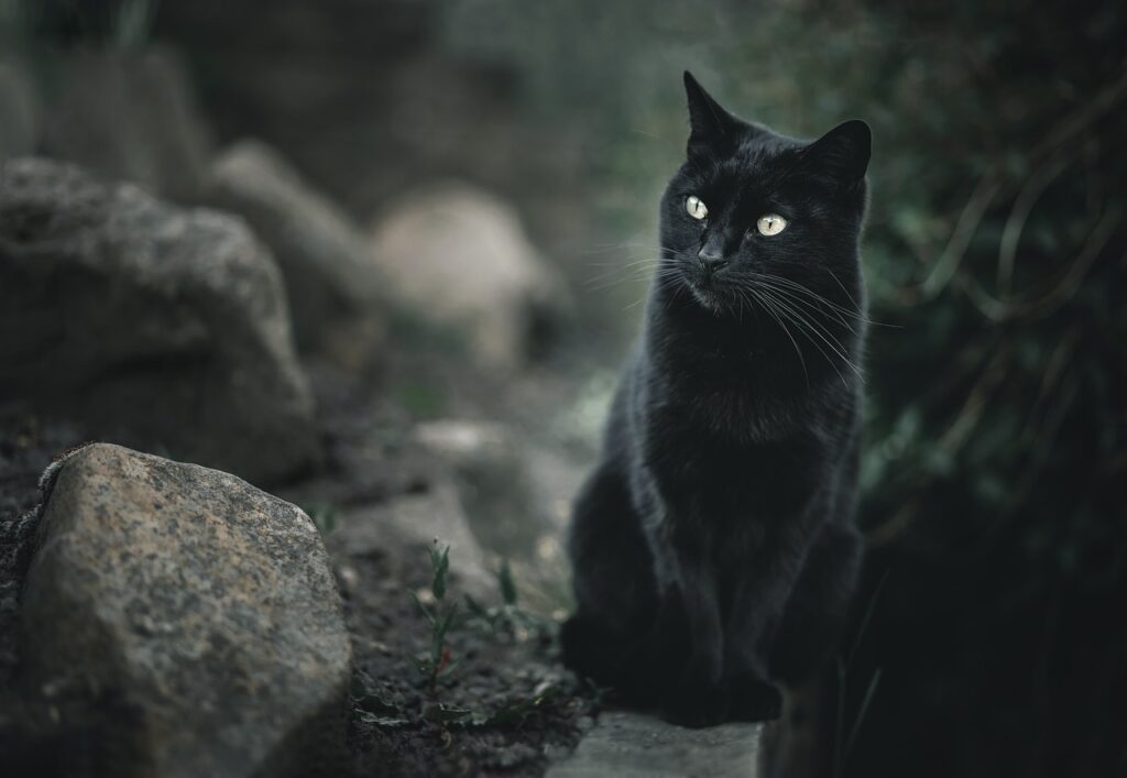 Black Cat
