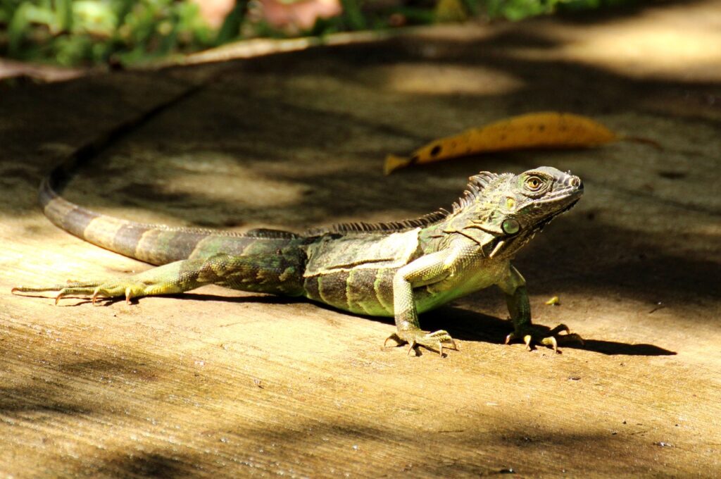 iguana