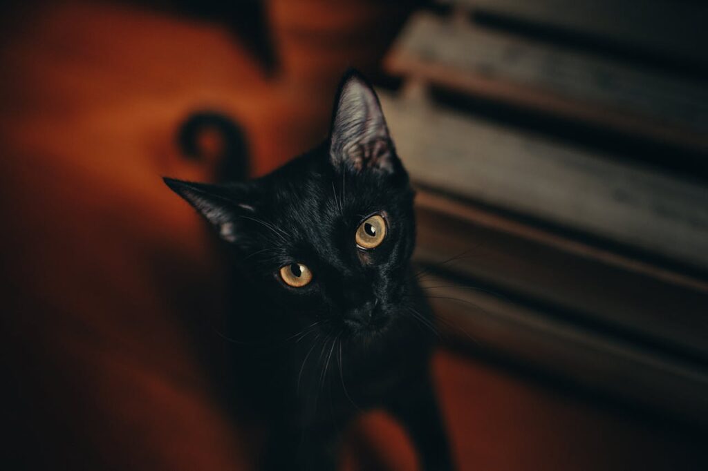 Black Cat