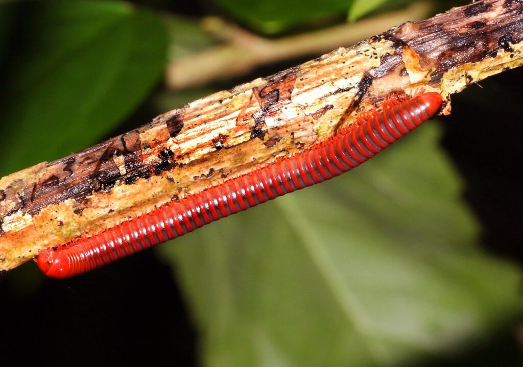 A Red Millipede