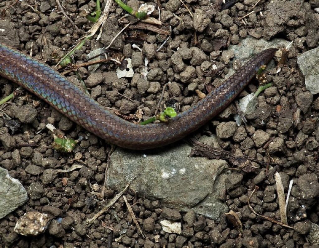 Pfeffer's reed snake