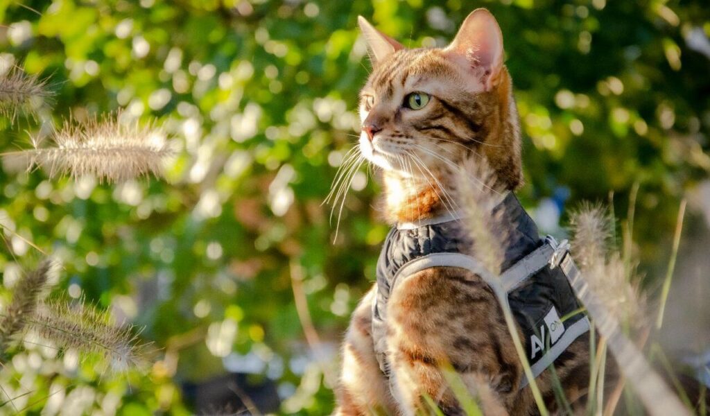 Bengal cat in a harness outdoors.