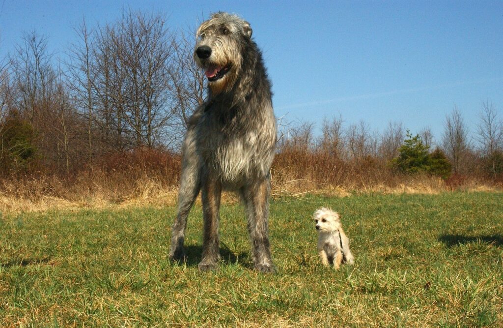 Irish Wolfhound, a tall and shaggy dog, standing in a grassy field next to a smaller dog