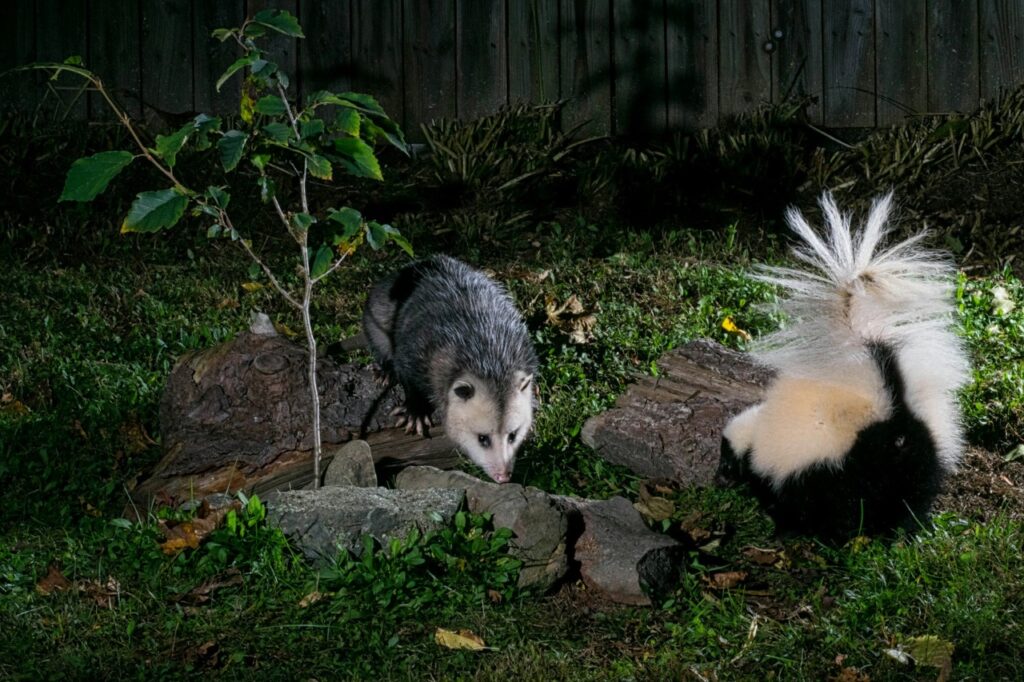 Possum and skunk exploring garden area