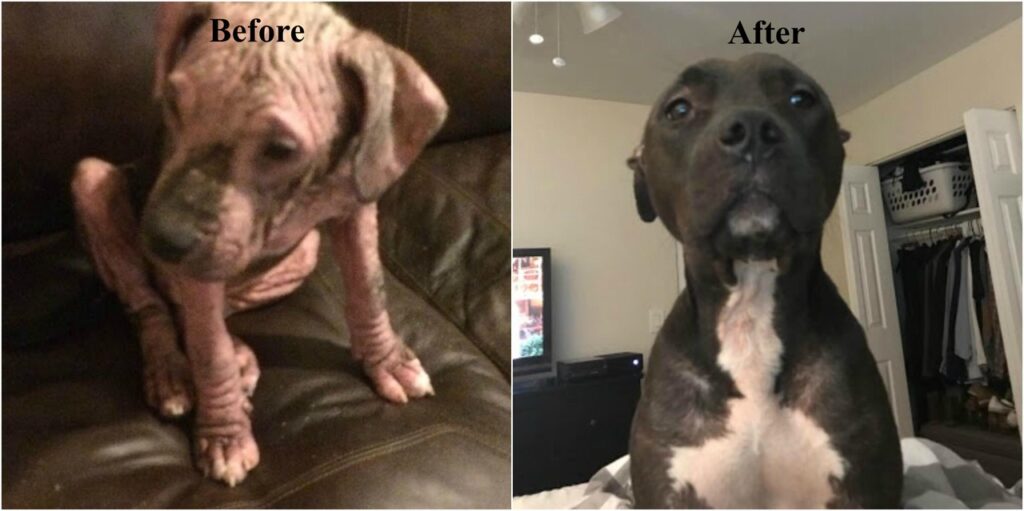 A Dog's transformation