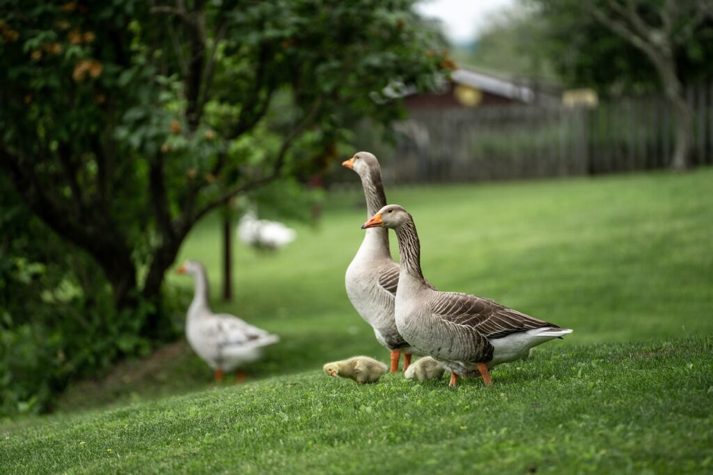 Two adult geese with goslings walking on a lush green lawn near a tree