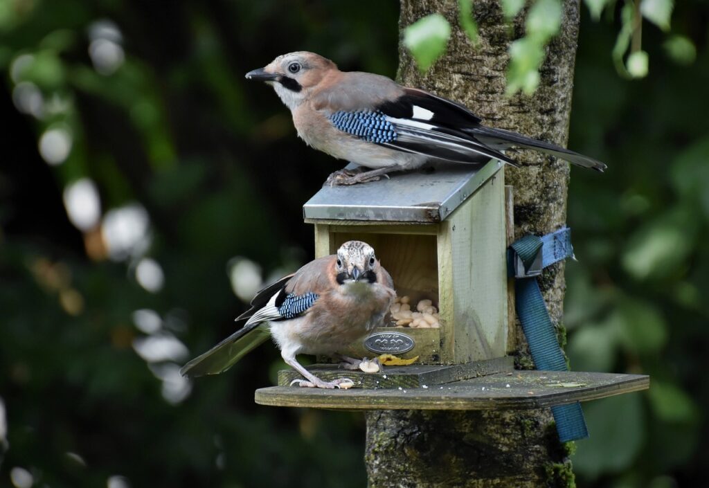 Two jays perched near wooden bird feeder.