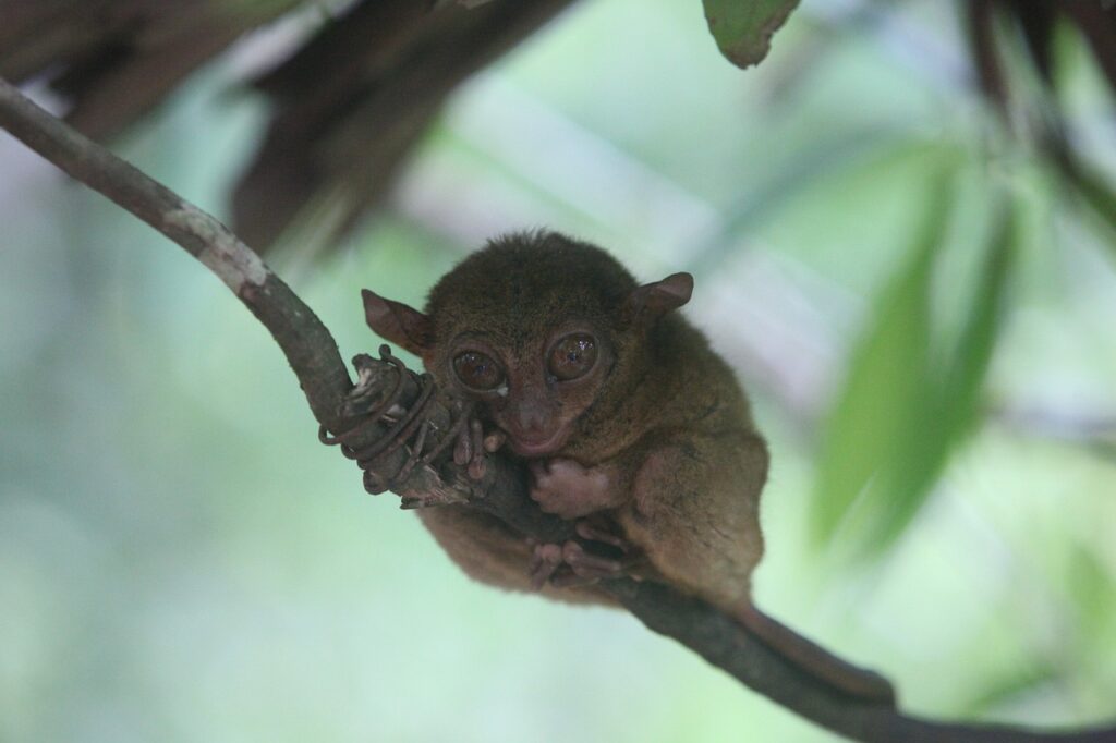Tarsier resting on branch surrounded by foliage