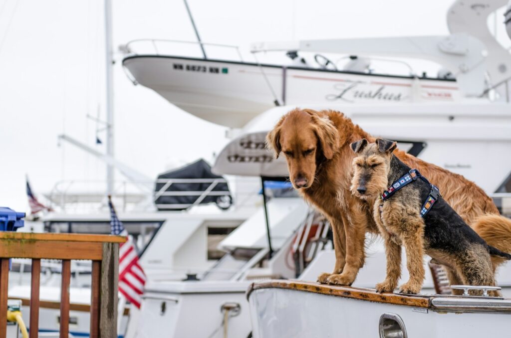 Golden Retriever and Airedale Terrier standing on a boat docked