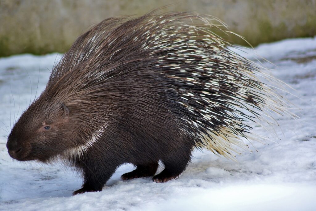 Porcupine standing on snow with quills